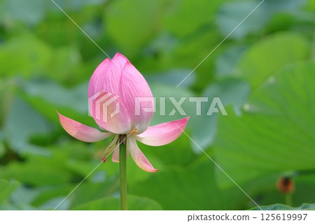 Lotus flowers in the Lotus Pond at Mizumoto Park, late June to July, Katsushika Ward, Tokyo 125619997