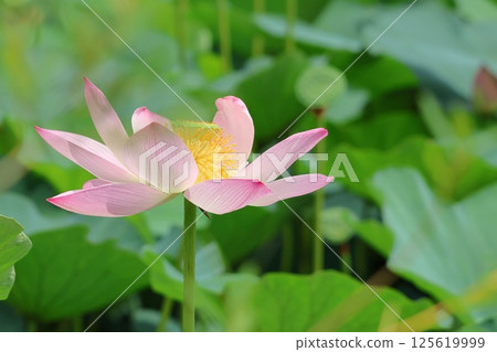 Lotus flowers in the Lotus Pond at Mizumoto Park, late June to July, Katsushika Ward, Tokyo Lotus flowers in the Lotus Pond at Mizumoto Park, late June to July, Katsushika Ward, Tokyo 125619999