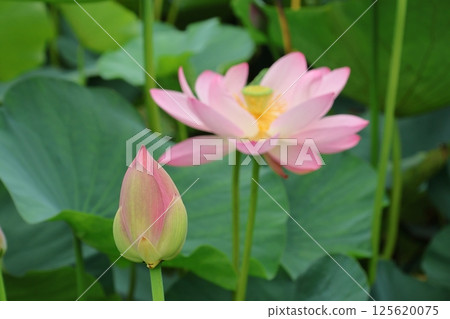 Lotus flowers in the Lotus Pond at Mizumoto Park, late June to July, Katsushika Ward, Tokyo 125620075