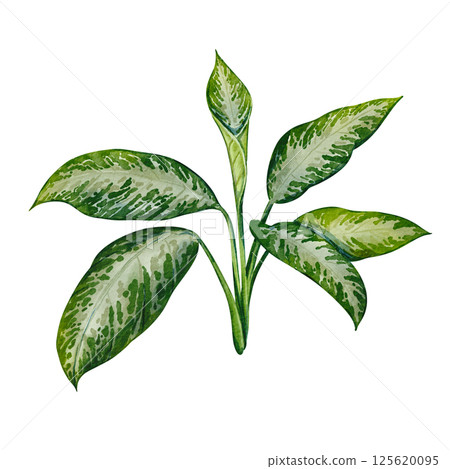 Indoor plant aglaonema with tropical leaves. Watercolor illustration of home flowers. A plant with large green leaves. A botanical drawing is suitable for a flower shop, blog, postcards. 125620095