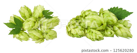 Hop cones isolated on white background. Beer brewing ingredients. Top view. Flat lay 125620280