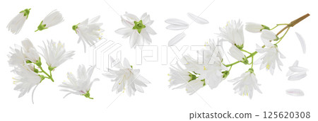 deutzia flowers isolated on a white background deutzia flowers isolated on a white background 125620308