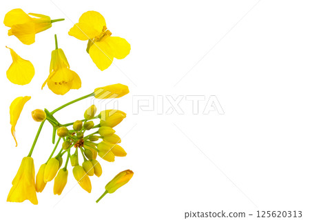 Rapeseed flowers isolated on white background, Top view with copy space for your text. Flat lay 125620313