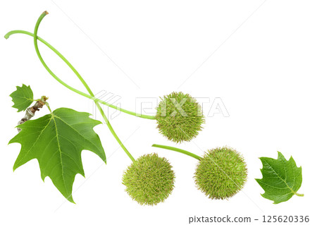 fruit and leaves of sycamore plane tree isolated on white bacground. Top view with copy space for your text. Flat lay 125620336