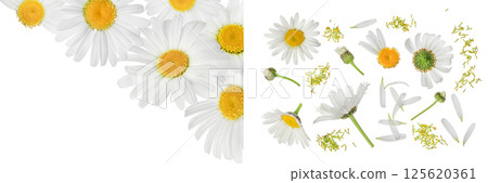 chamomile or daisies isolated on white background. Top view with copy space for your text. Flat lay chamomile or daisies isolated on white background. Top view with copy space for your text. Flat lay 125620361