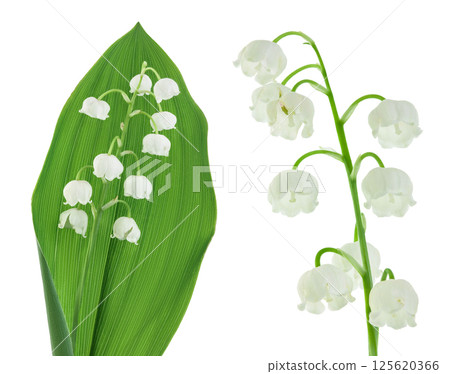Lilly of the valley flowers isolated on white background with  full depth of field 125620366