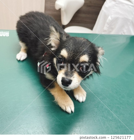治療台上一隻受驚的博美犬小狗 125621177