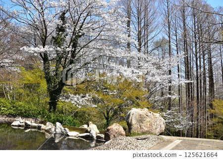 川崎市:生田綠地的櫻花與水杉的鮮綠 川崎市:生田綠地的櫻花與水杉的鮮綠 125621664