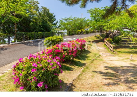 神戶市須磨區須磨浦公園杜鵑花盛開 125621782