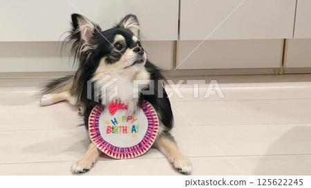 The star of the birthday party: the Pomeranian puppy 125622245