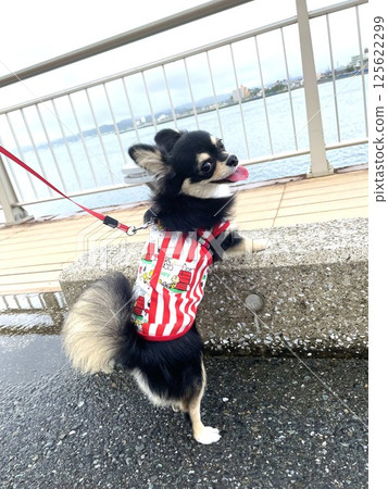 博美犬小狗微笑著回頭看著大海 博美犬小狗微笑著回頭看著大海 125622299