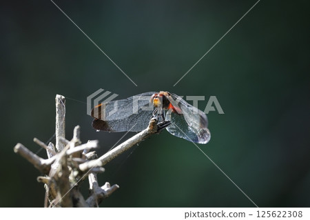 Squirrel Red-veined Dragonfly 125622308