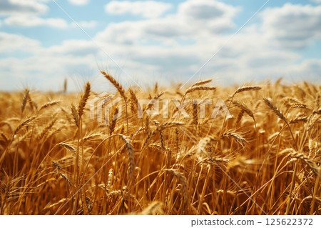 Amazing background of ripening ears of yellow wheat field against blue sky. Harvest nature growth. 125622372