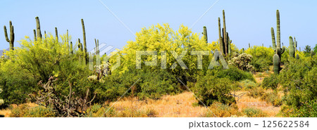 Palo Verde Tree, Sonora Desert, Spring and in bloom 125622584