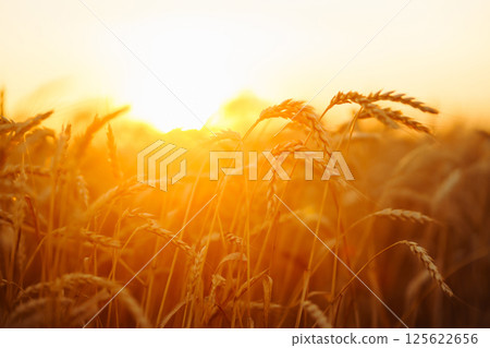 Golden spikelets of wheat in the field at sunset. Agricultural concept. Harvest nature growth. Golden spikelets of wheat in the field at sunset. Agricultural concept. Harvest nature growth. 125622656