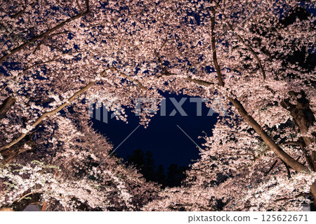 Cherry blossoms at night in Hirosaki Park Cherry blossoms at night in Hirosaki Park 125622671
