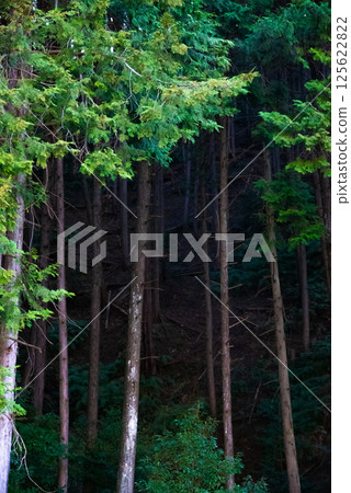 Mysterious forest Mysterious forest 125622822