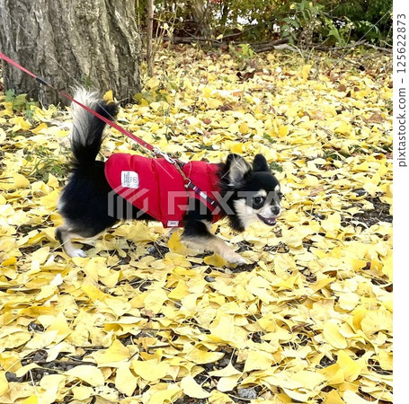 博美犬小狗玩掉下落的銀杏葉 博美犬小狗玩掉下落的銀杏葉 125622873