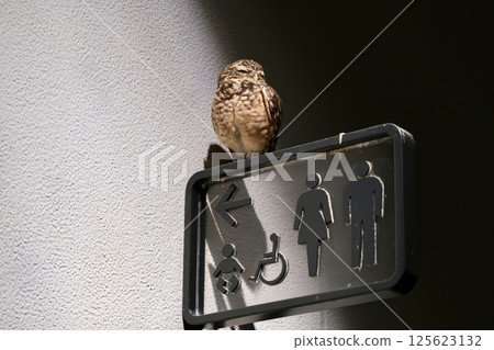 Sleeping Burrowing Owl Sleeping Burrowing Owl 125623132