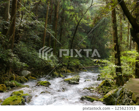 A river flowing through the fresh green forest 125623353
