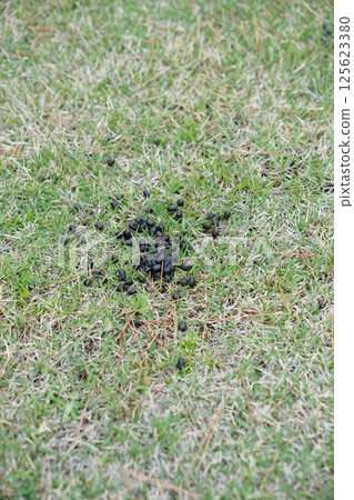 Deer droppings were on the budding lawn. Deer droppings were on the budding lawn. 125623380