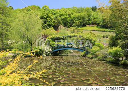 紅山黑森森林：睡蓮和春花 125623770