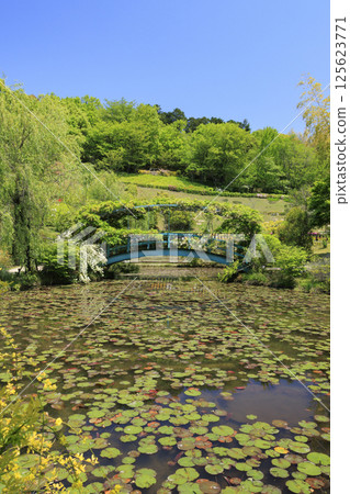 紅山黑森森林:睡蓮和春花 紅山黑森森林:睡蓮和春花 125623771