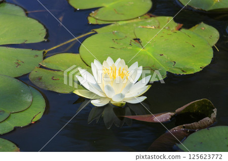 紅山黑森森林:睡蓮和春花 紅山黑森森林:睡蓮和春花 125623772