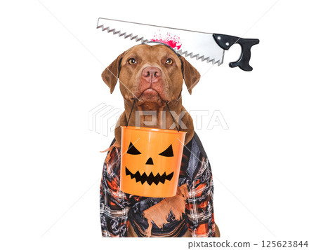 Happy Halloween. Cute dog and Halloween costume 125623844
