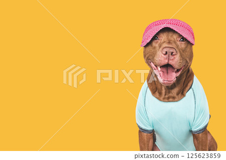 Cute dog, sports jersey and cap. Preparing for training Cute dog, sports jersey and cap. Preparing for training 125623859