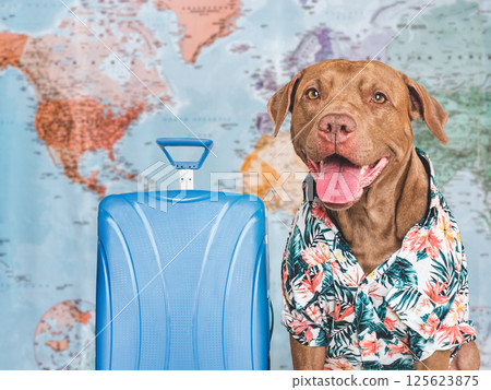 Stylish dog and travel suitcase. Dog smile 125623875