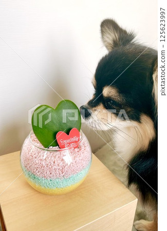 博美犬小狗凝視著心形仙人掌 博美犬小狗凝視著心形仙人掌 125623997