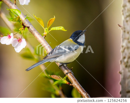 櫻花和山雀 125624256