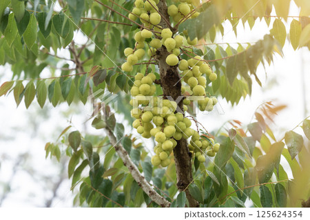 Star gooseberry fruit , with vitamins and sour taste. 125624354