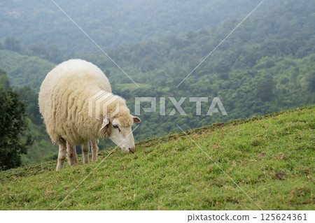 A Sheep on a scenic hill with green grass and mountain views in the background. 125624361