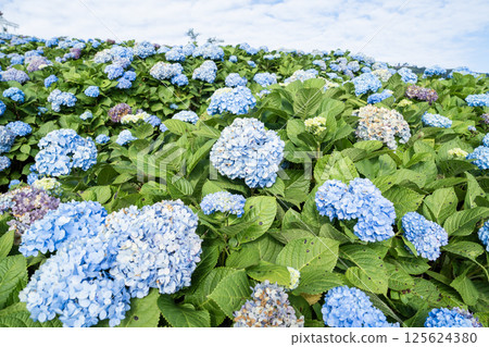 Natural Landscape view of purple Hydrangea flower (Hydrangea macrophylla) in a garden. 125624380
