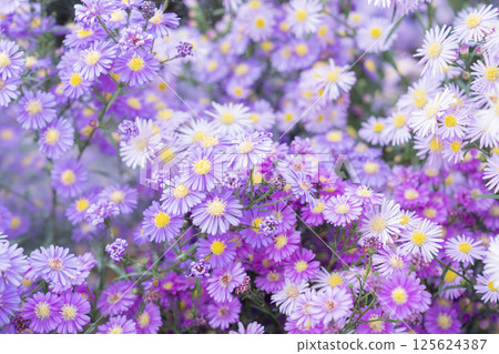 Rock daisy or Brachyscome angustifolia. 125624387
