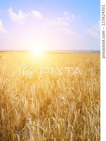wheat field and colorful sunrise. Ears of wheat close-up. wheat field and colorful sunrise. Ears of wheat close-up. 125624501
