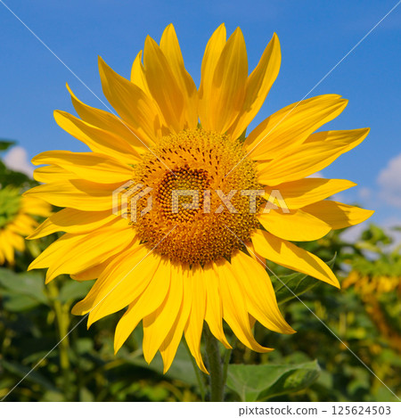 Sunflower fields landscapes on a bright sunny day 125624503