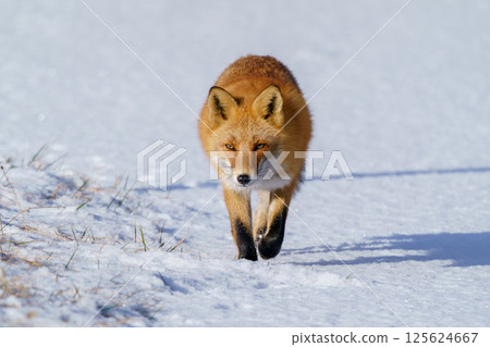 北極狐:北海道可愛的野生動物,冬天毛茸茸的 北極狐:北海道可愛的野生動物,冬天毛茸茸的 125624667