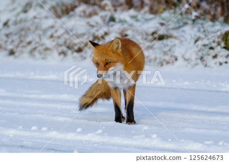 北極狐：北海道可愛的野生動物，冬天毛茸茸的 125624673
