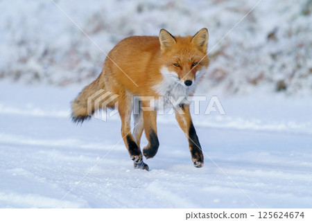 北極狐：北海道可愛的野生動物，冬天毛茸茸的 125624674