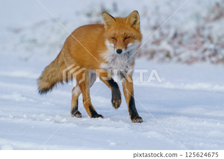 北極狐:北海道可愛的野生動物,冬天毛茸茸的 北極狐:北海道可愛的野生動物,冬天毛茸茸的 125624675
