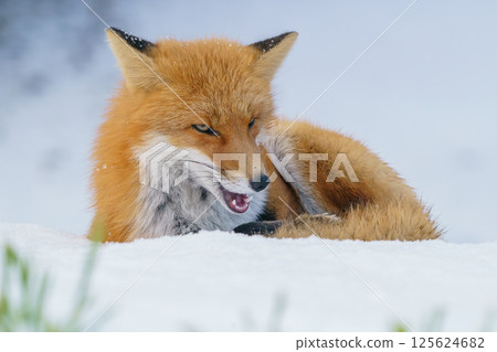 北極狐:北海道可愛的野生動物,冬天毛茸茸的 北極狐:北海道可愛的野生動物,冬天毛茸茸的 125624682