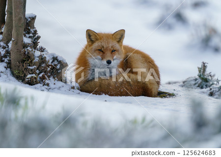 北極狐:北海道可愛的野生動物,冬天毛茸茸的 北極狐:北海道可愛的野生動物,冬天毛茸茸的 125624683