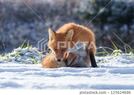 北極狐：北海道可愛的野生動物，冬天毛茸茸的 125624686