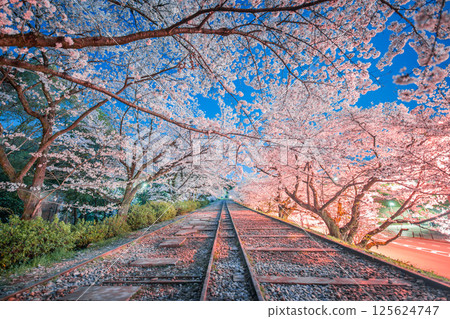 盛開的櫻花和夜晚的蹴上斜坡鐵道 125624747