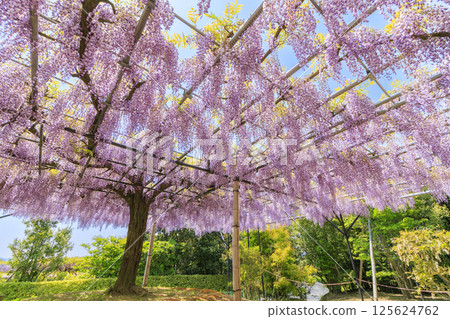 Red Hill Hesa Forest Fuji Garden in full bloom 125624762