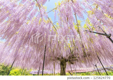 紅山和佐森林富士花園盛開 125624770