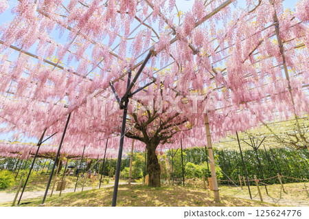 紅山和佐森林富士花園盛開 紅山和佐森林富士花園盛開 125624776